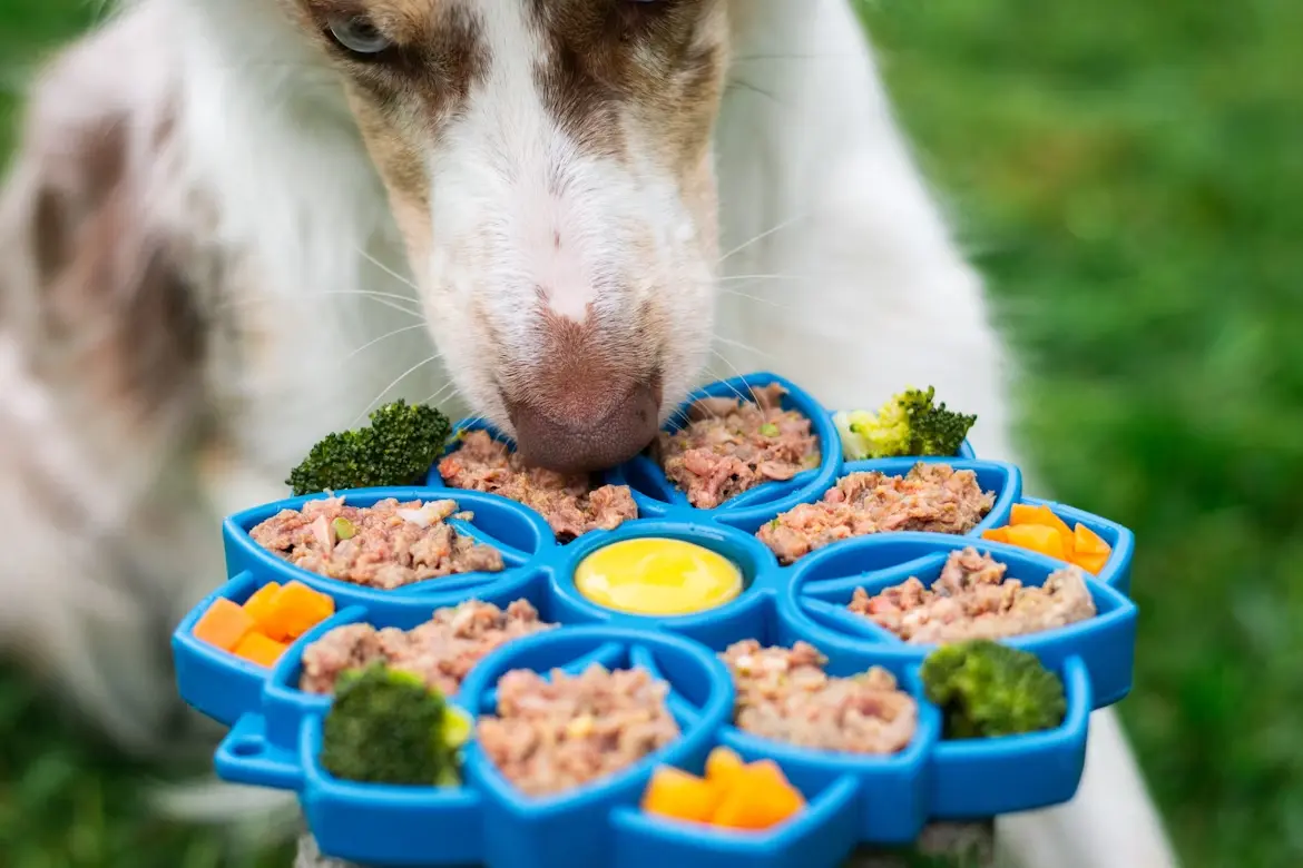 pet food safety
